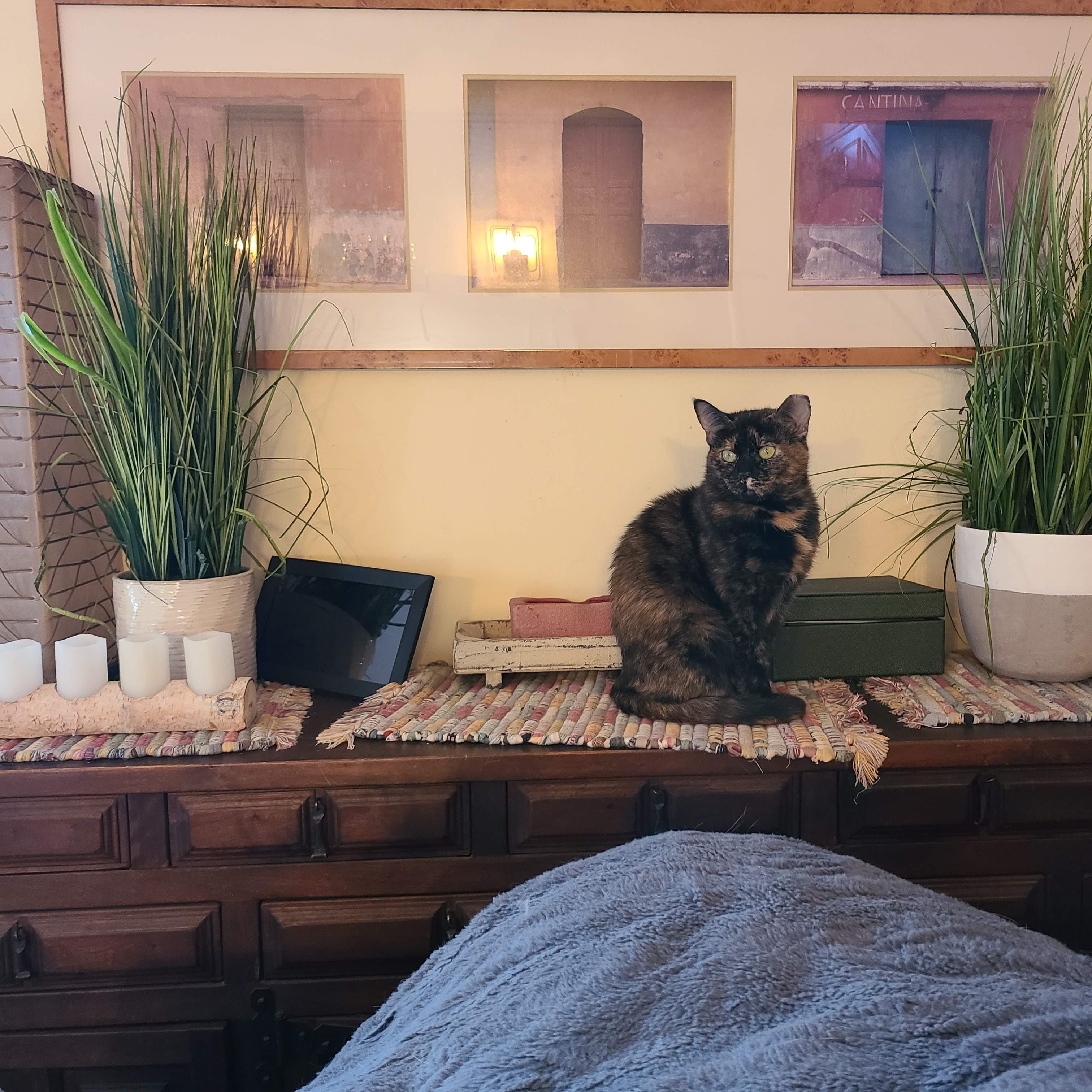 Enlarge Raisin - an excellent conversationalist! , an adopted Domestic Short Hair in Cleveland, OH image 2/4