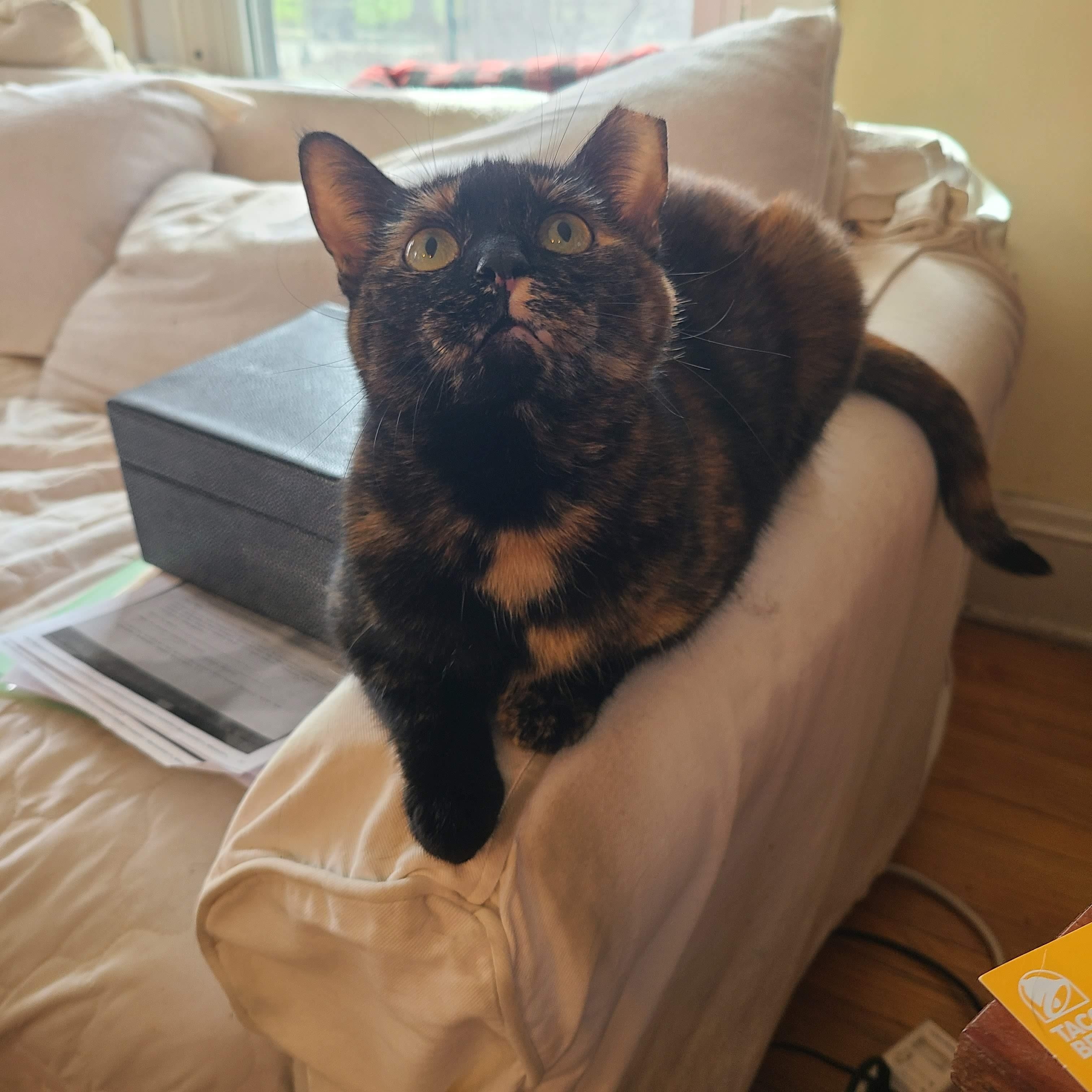 Raisin - an excellent conversationalist! , adopted, Adult Female Domestic Short Hair.