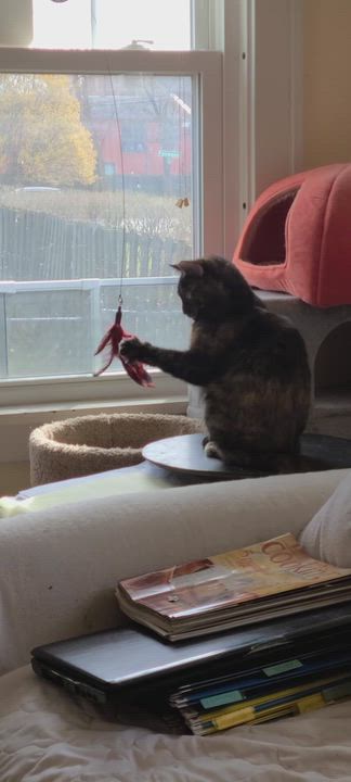 Enlarge Raisin - an excellent conversationalist! , an adopted Domestic Short Hair in Cleveland, OH video 4/4