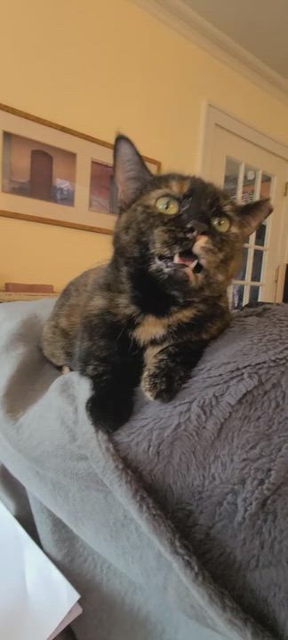 Enlarge Raisin - an excellent conversationalist! , an adopted Domestic Short Hair in Cleveland, OH video 3/4