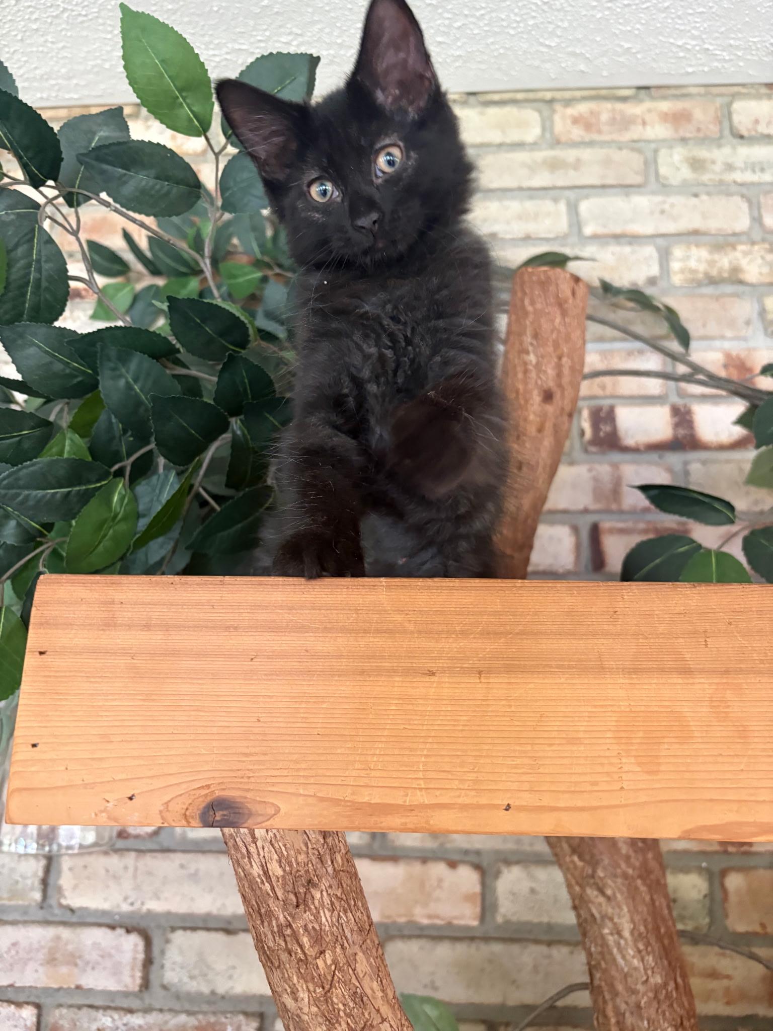 Enlarge Mrs. "Potato" Head, an adopted Domestic Short Hair in Karns City, PA image 3/3