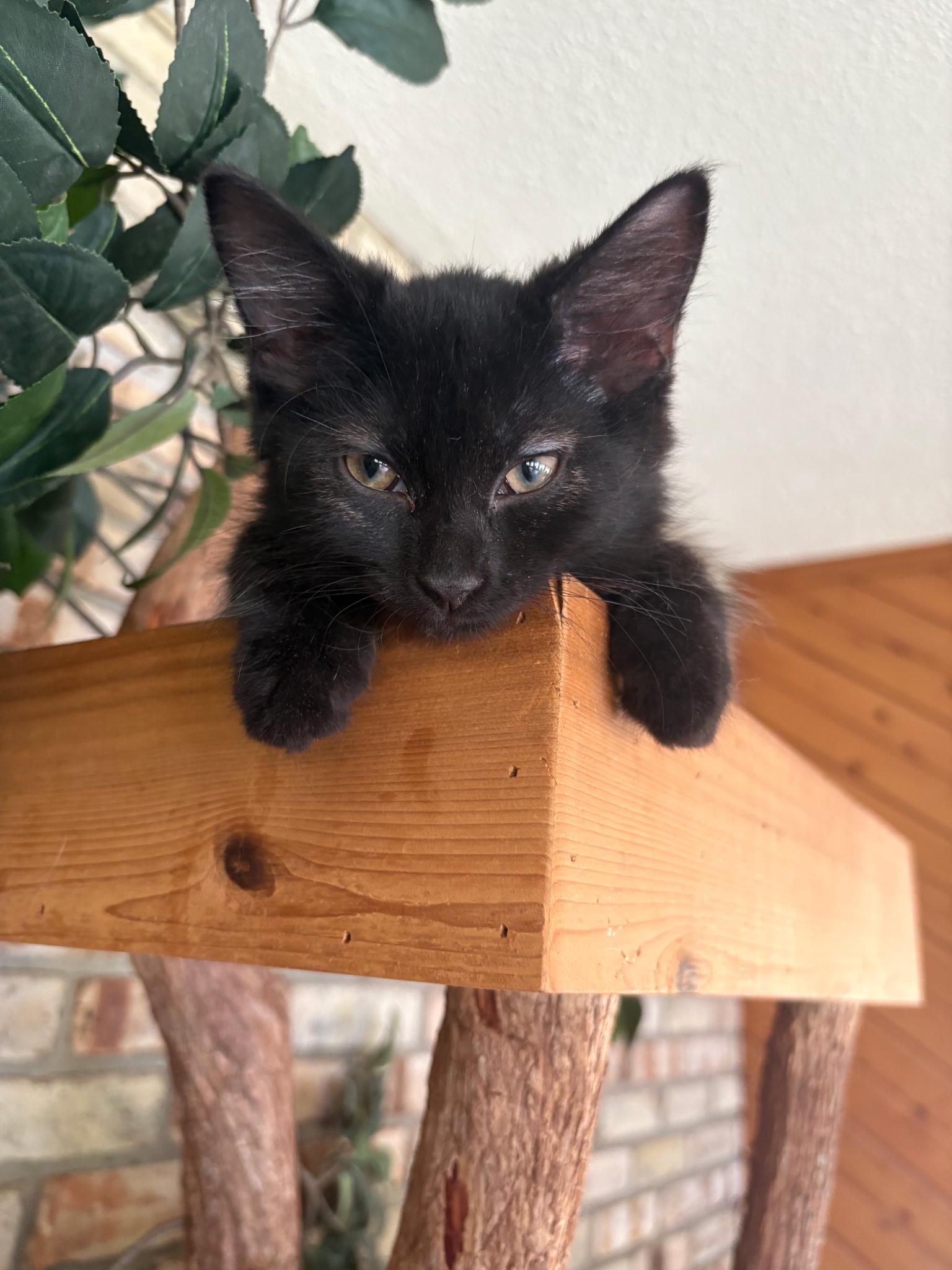 Mrs. "Potato" Head, adopted, Kitten Female Domestic Short Hair.