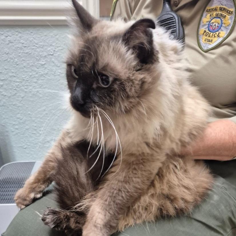 Olsen — thumbnail 2