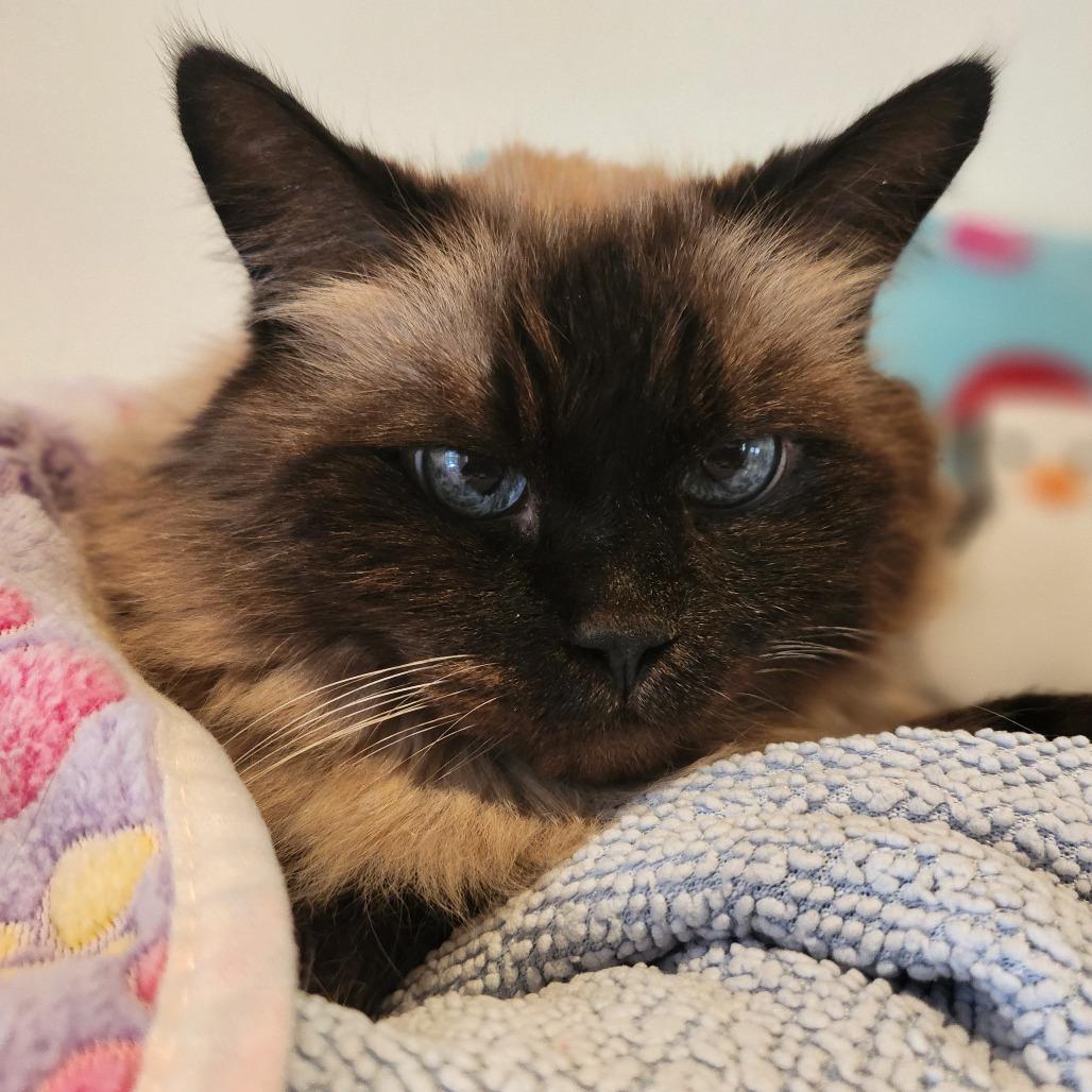 Olsen — thumbnail 3