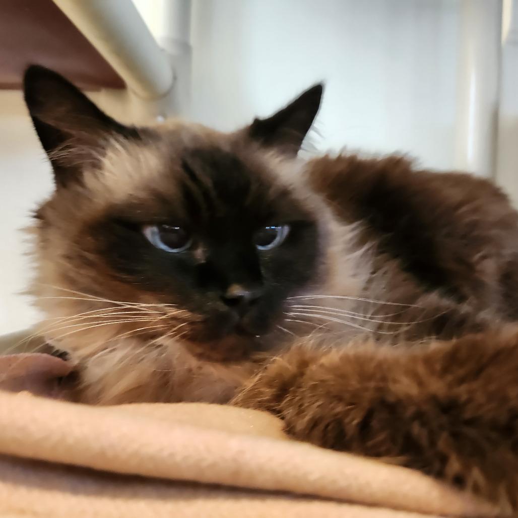 Olsen — thumbnail 4