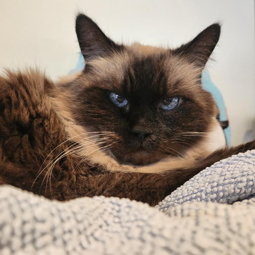 Olsen — thumbnail 5