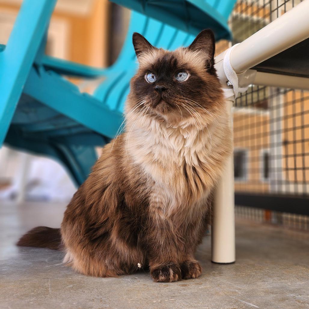 Olsen — thumbnail 6