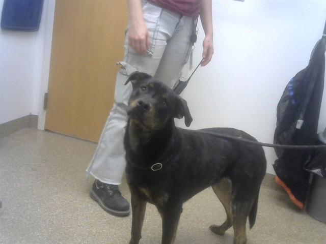 Enlarge SMALLS, a Adoptable mixed breed in Albuquerque, NM image 1/1