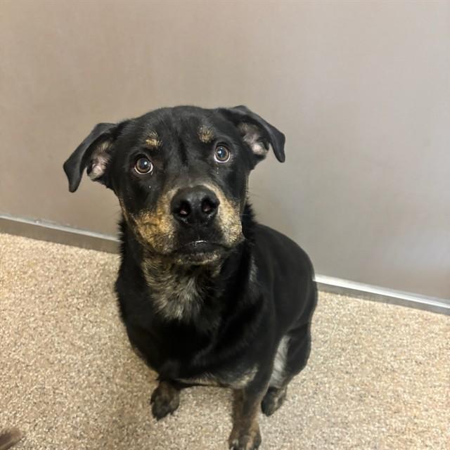 Enlarge SMALLS, a Adoptable mixed breed in Albuquerque, NM image 1/1