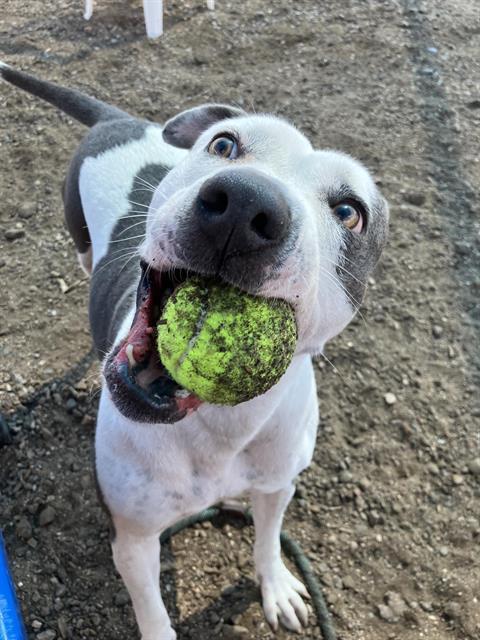 Enlarge KARMA, a Adoptable mixed breed in Albuquerque, NM image 1/1