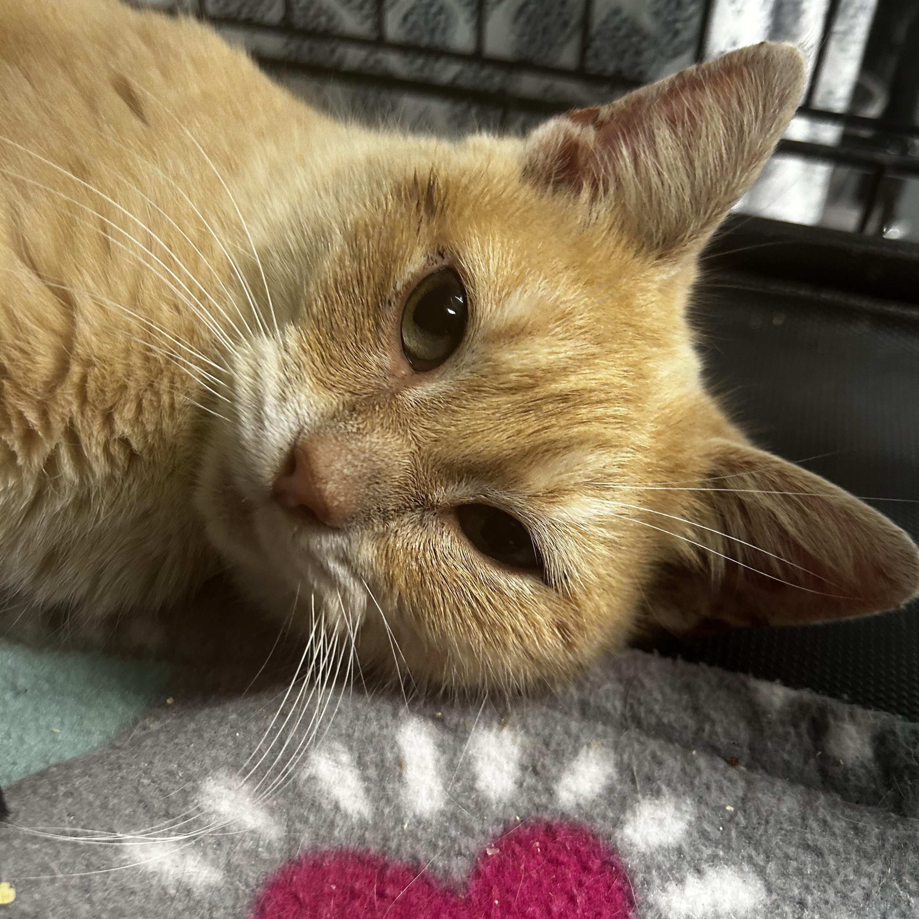 Enlarge Fiddle - ADOPTION PENDING!, a Adoptable Tabby in Grand Rapids, MI image 1/6