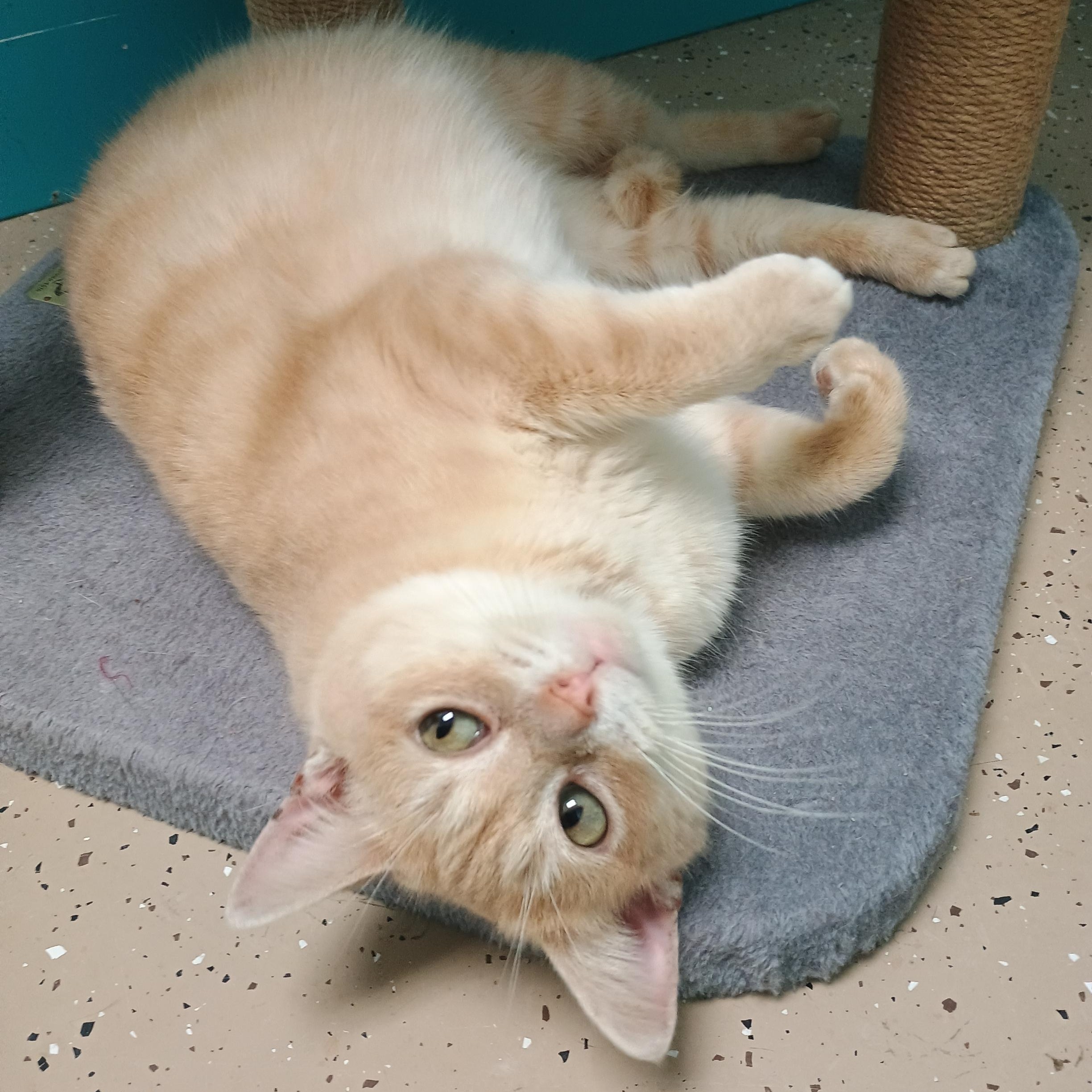 Enlarge Fiddle - ADOPTION PENDING!, a Adoptable Tabby in Grand Rapids, MI image 2/6