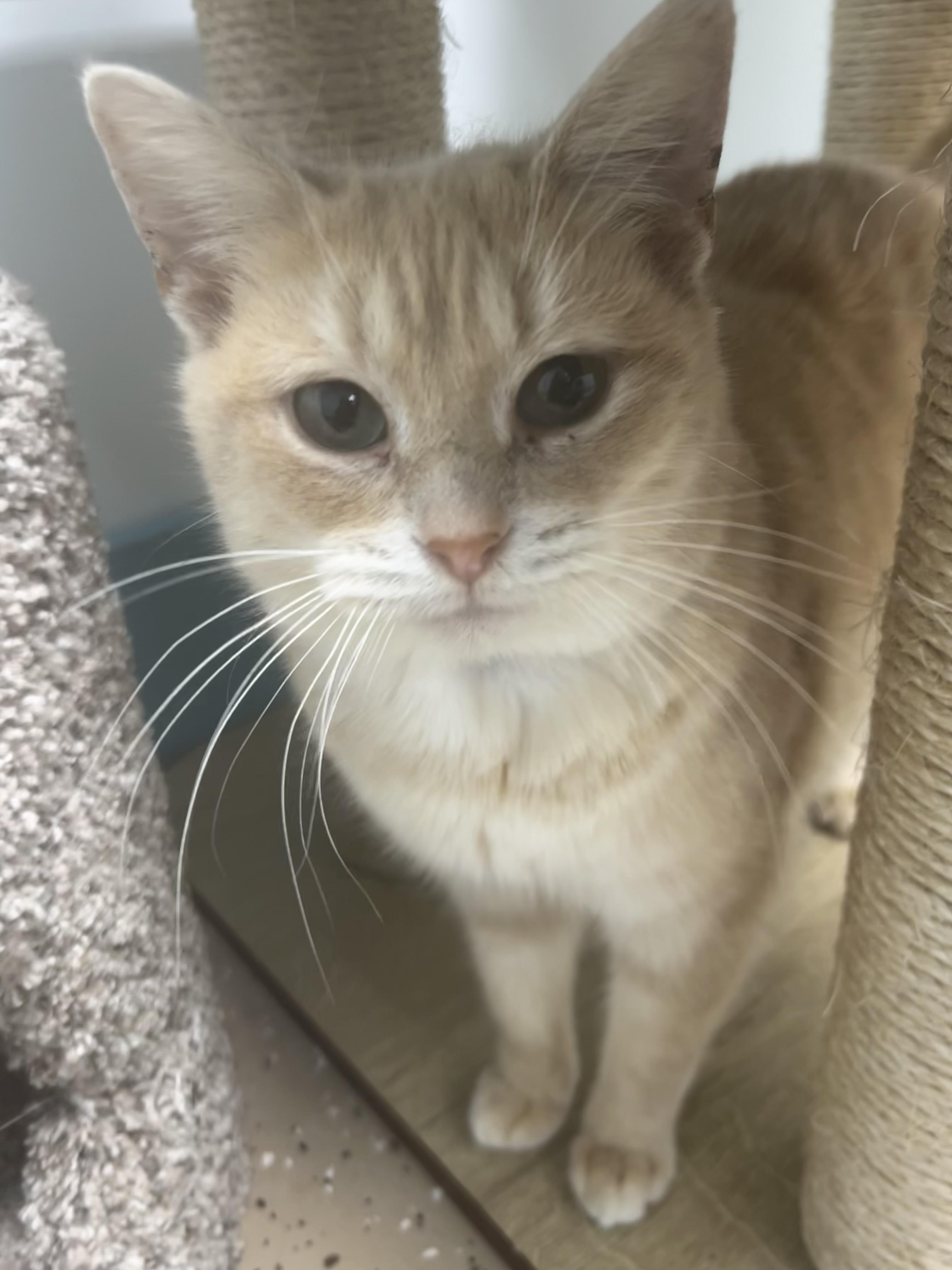 Enlarge Fiddle - ADOPTION PENDING!, a Adoptable Tabby in Grand Rapids, MI image 3/6