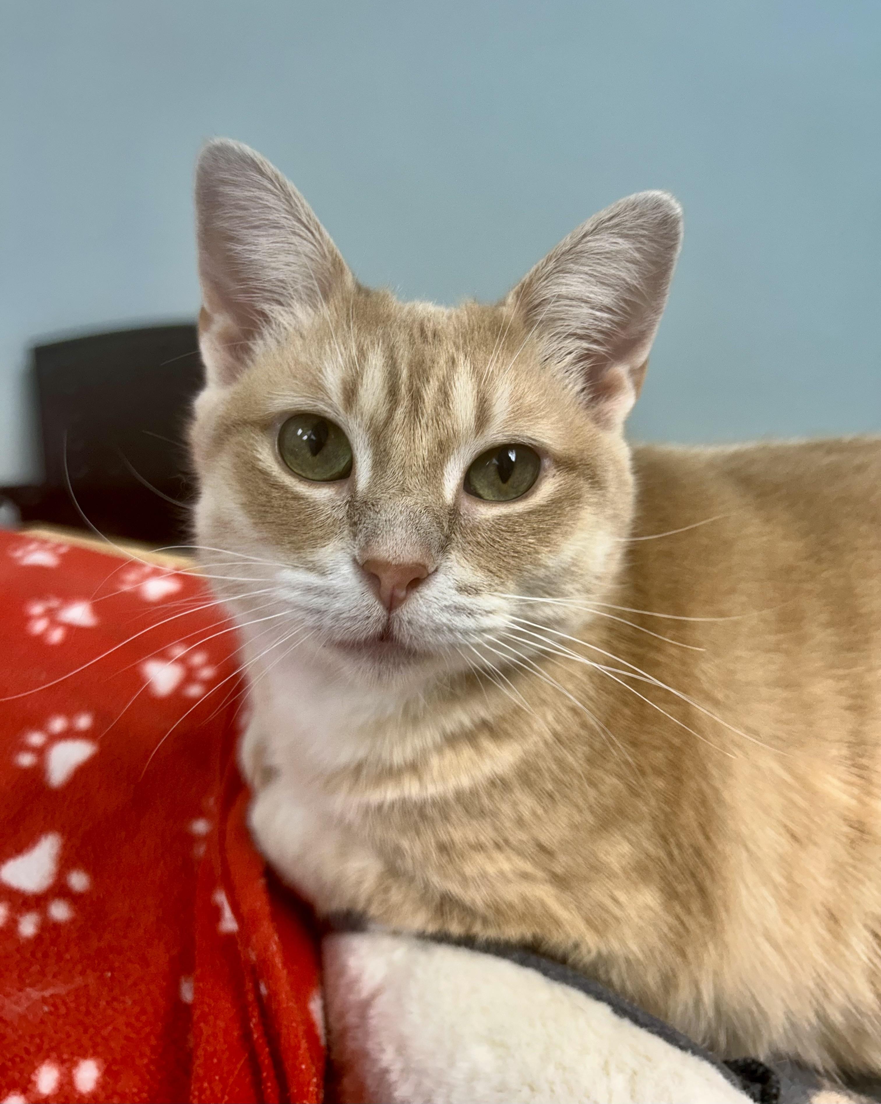 Fiddle - ADOPTION PENDING!, adoptable, Kitten Female Tabby.