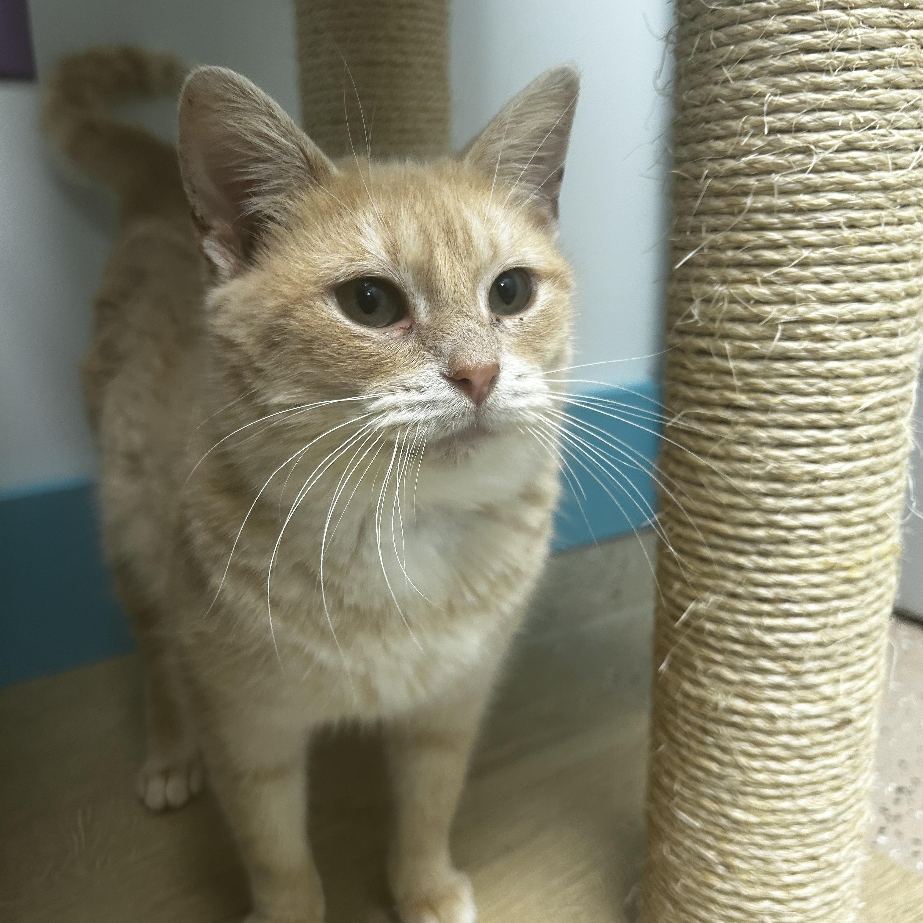 Enlarge Fiddle - ADOPTION PENDING!, a Adoptable Tabby in Grand Rapids, MI image 4/6