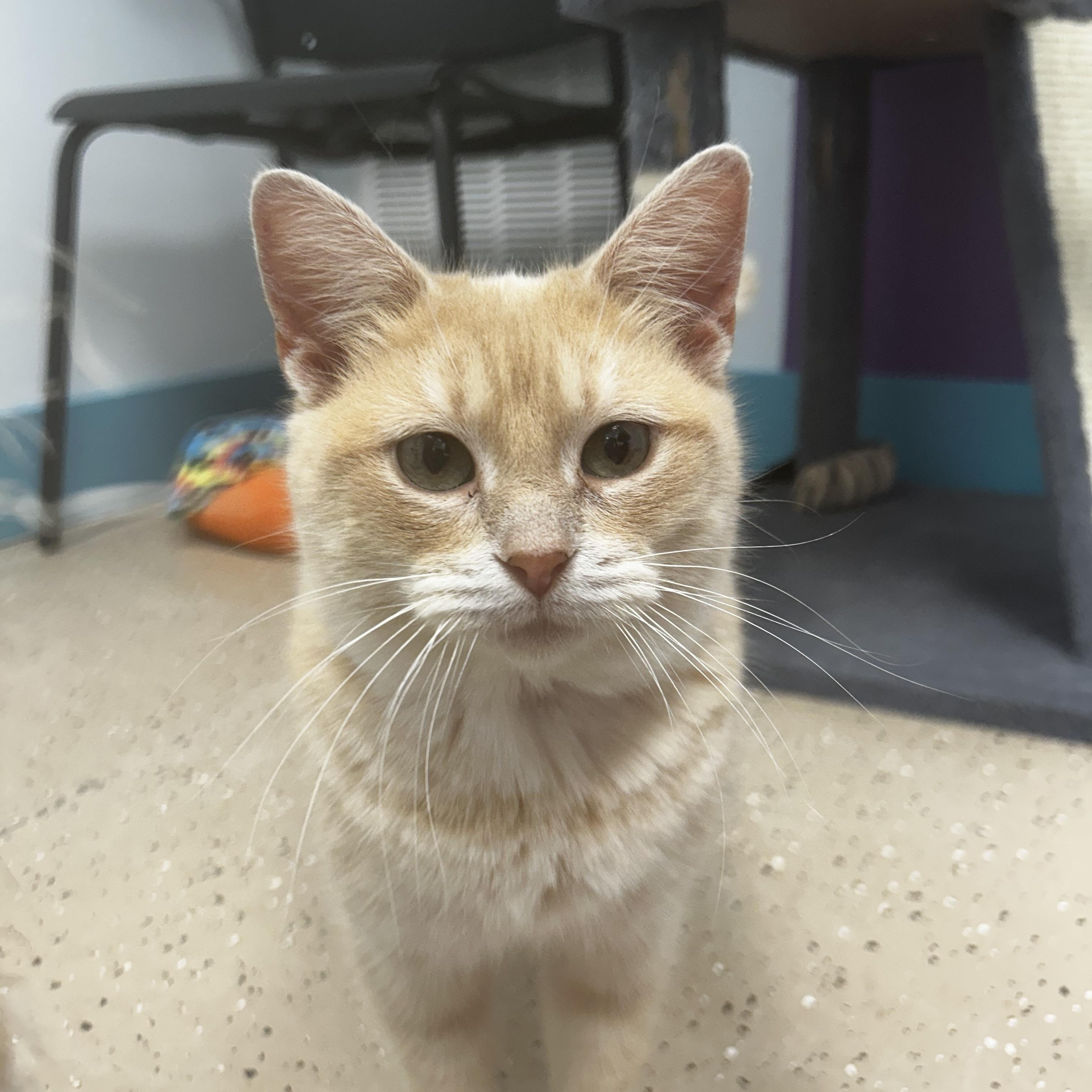 Enlarge Fiddle - ADOPTION PENDING!, a Adoptable Tabby in Grand Rapids, MI image 5/6