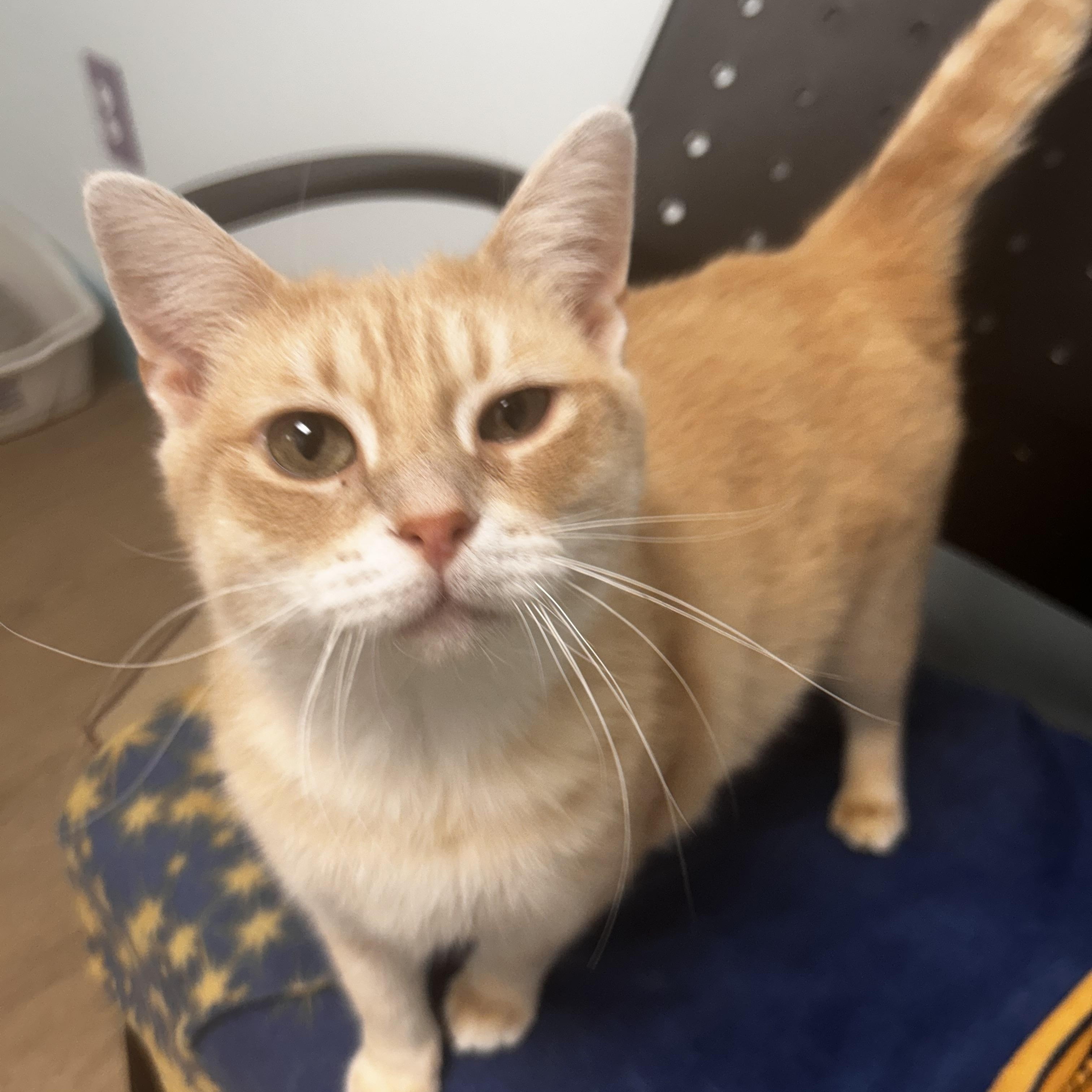 Enlarge Fiddle - ADOPTION PENDING!, an adoptable Tabby in Grand Rapids, MI image 6/6