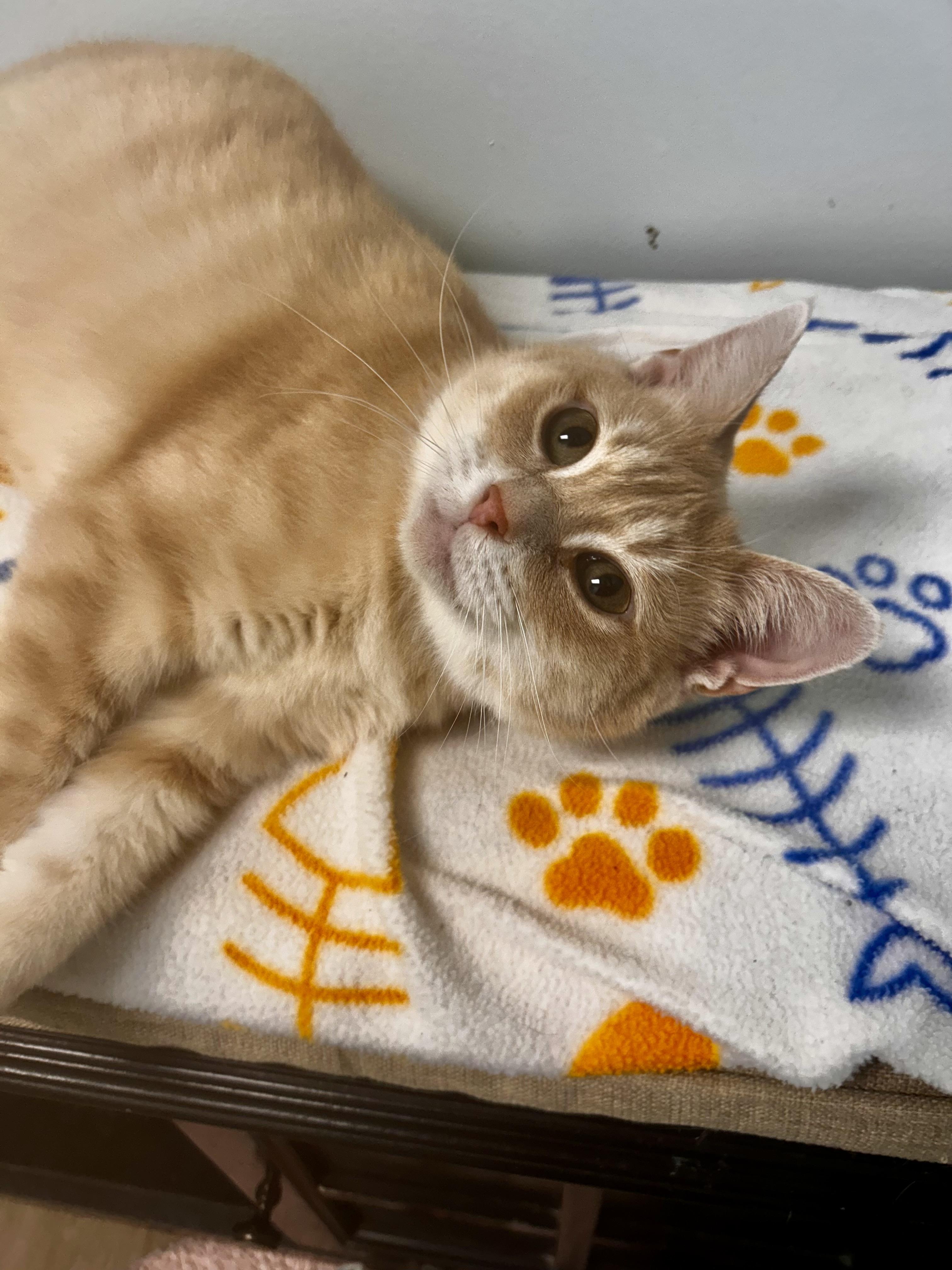 Enlarge Fiddle - ADOPTION PENDING!, an adoptable Tabby in Grand Rapids, MI image 5/6