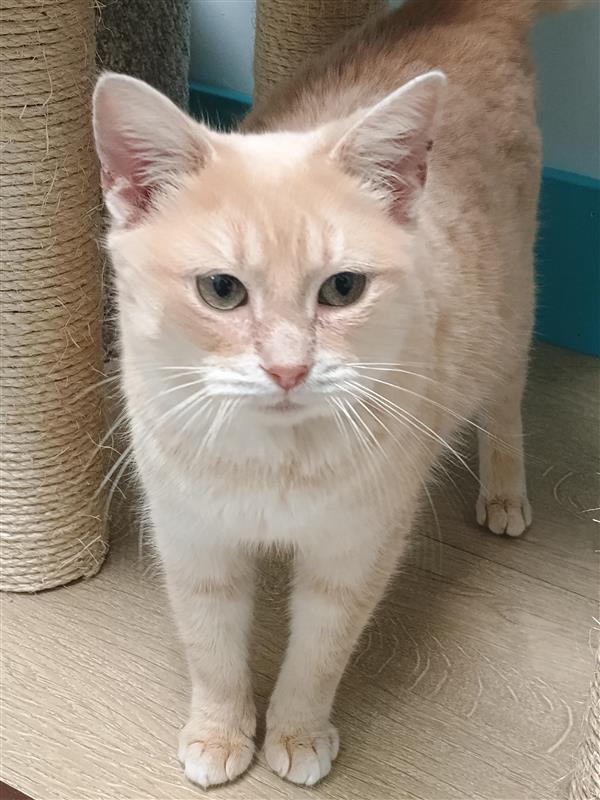 Enlarge Fiddle - ADOPTION PENDING!, a Adoptable Tabby in Grand Rapids, MI image 6/6