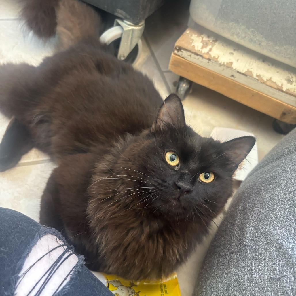 Enlarge Cheesy Gordita Crunch, a ADOPTABLE Domestic Medium Hair in Manchester, NH image 1/1