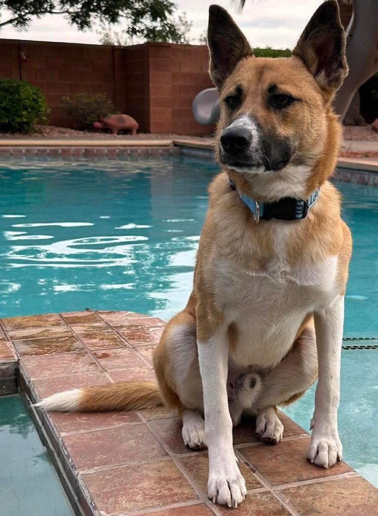 Saucy, Adoptable, Young Male Shepherd.