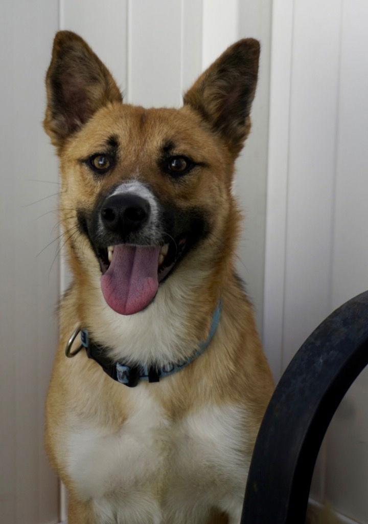 Enlarge Saucy, a Adoptable Shepherd in Saint George, UT image 2/3