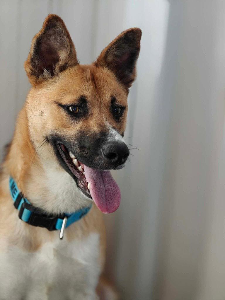 Enlarge Saucy, a Adoptable Shepherd in Saint George, UT image 2/3