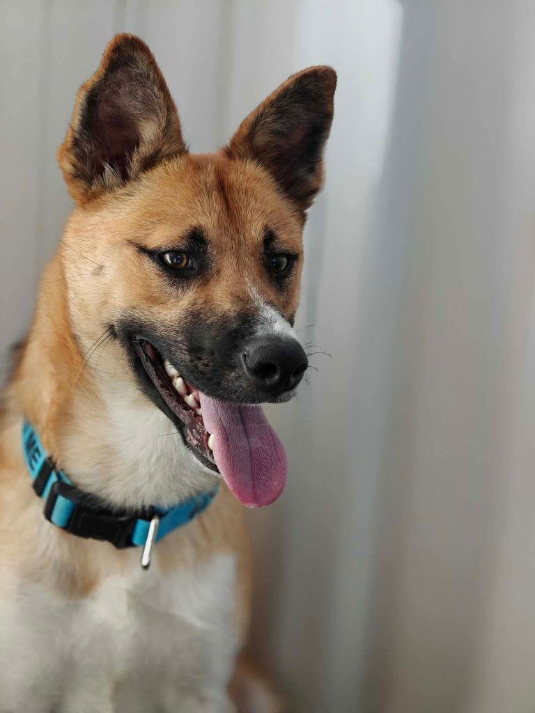 Enlarge Saucy, a Adoptable Shepherd in Saint George, UT image 3/3