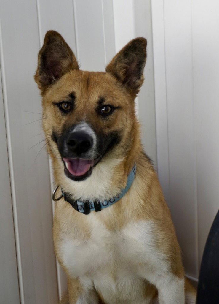 Enlarge Saucy, a Adoptable Shepherd in Saint George, UT image 3/3