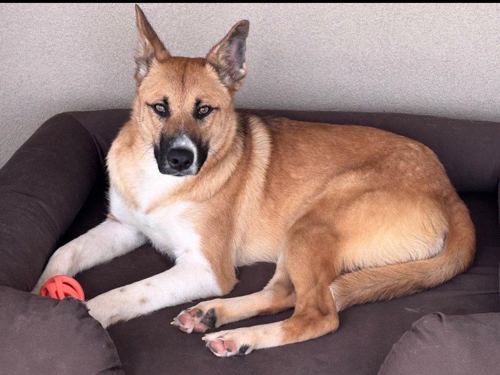 Enlarge Cooper (Saucy), a Adoptable Shepherd in Saint George, UT image 3/3