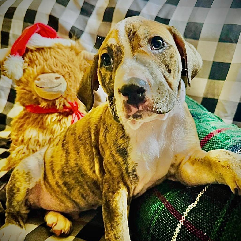 Otis, Adoptable, Puppy Male Mixed Breed.
