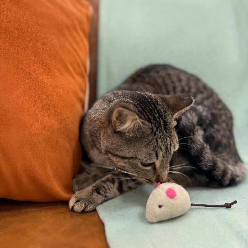 Jill Simpson — thumbnail 3