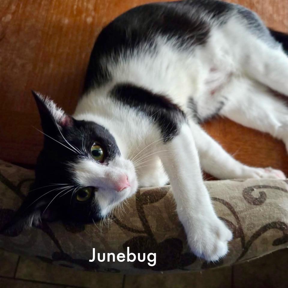 Junebug — thumbnail 2