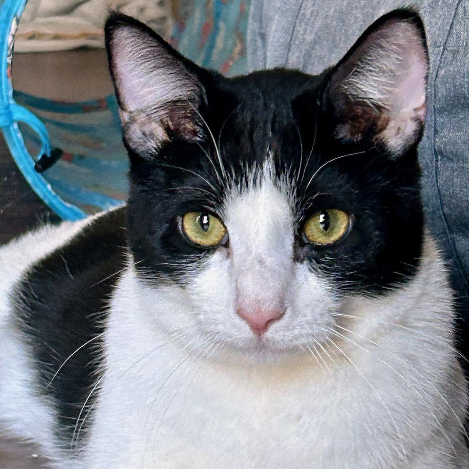 Junebug — thumbnail 3