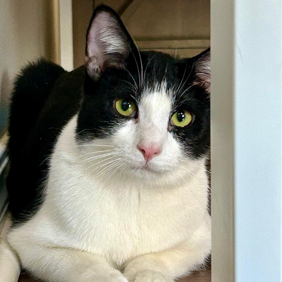 Junebug — thumbnail 4