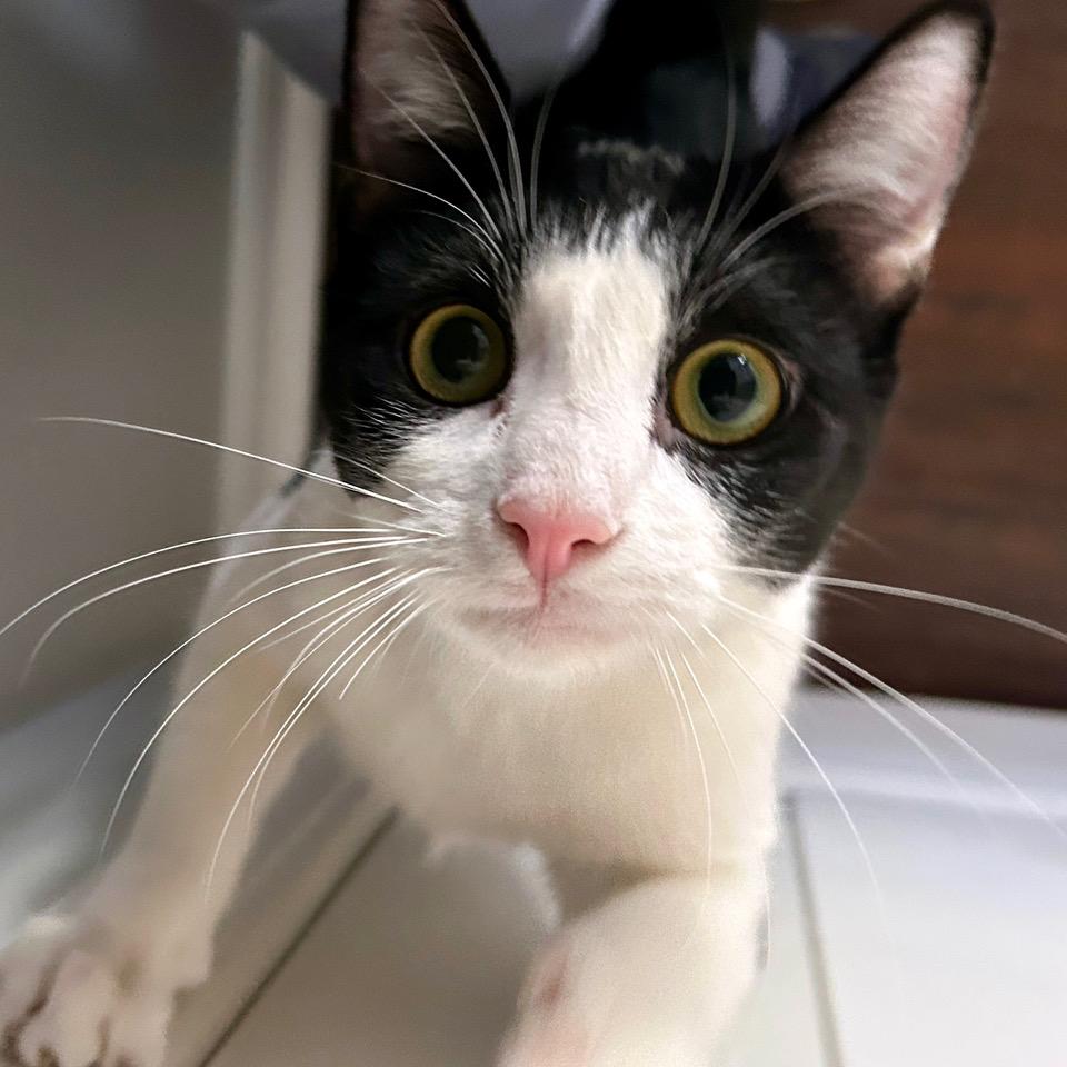 Junebug — thumbnail 5