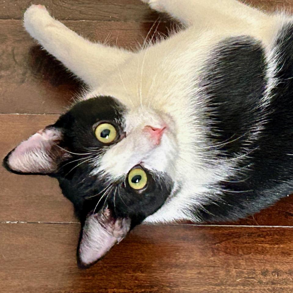 Junebug — thumbnail 6