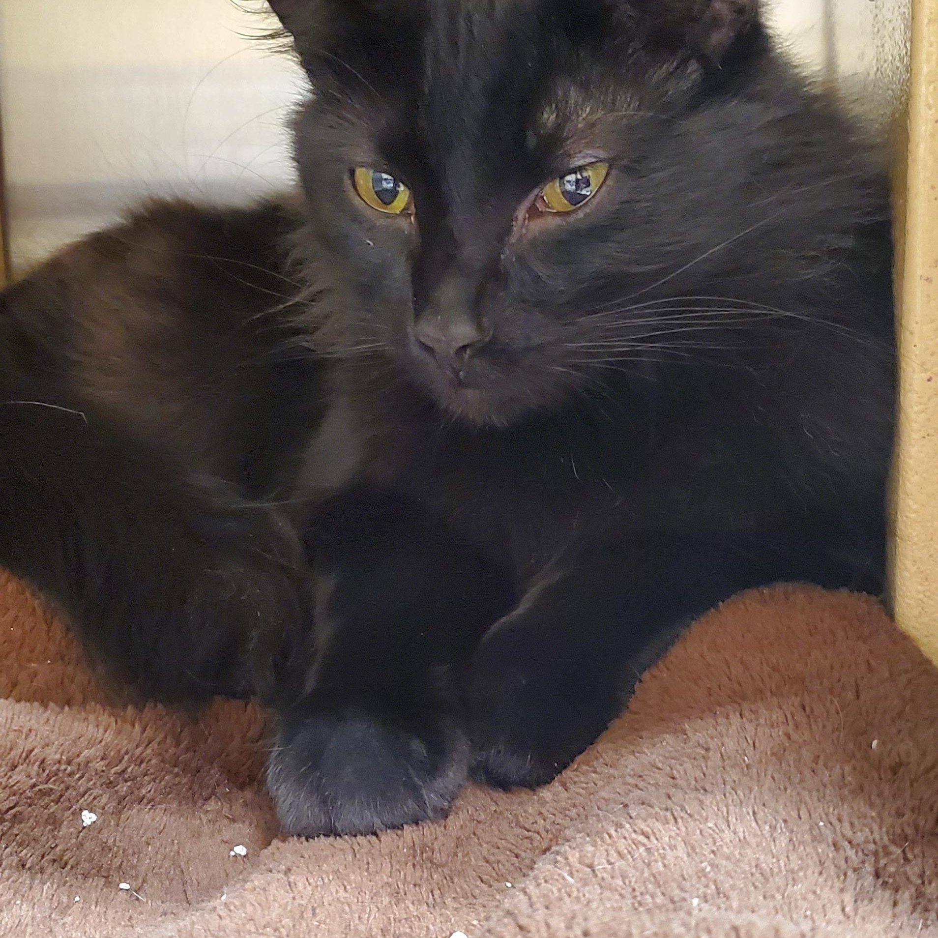 Enlarge Starfire, a Adoptable Domestic Long Hair in Muncie, IN image 2/2