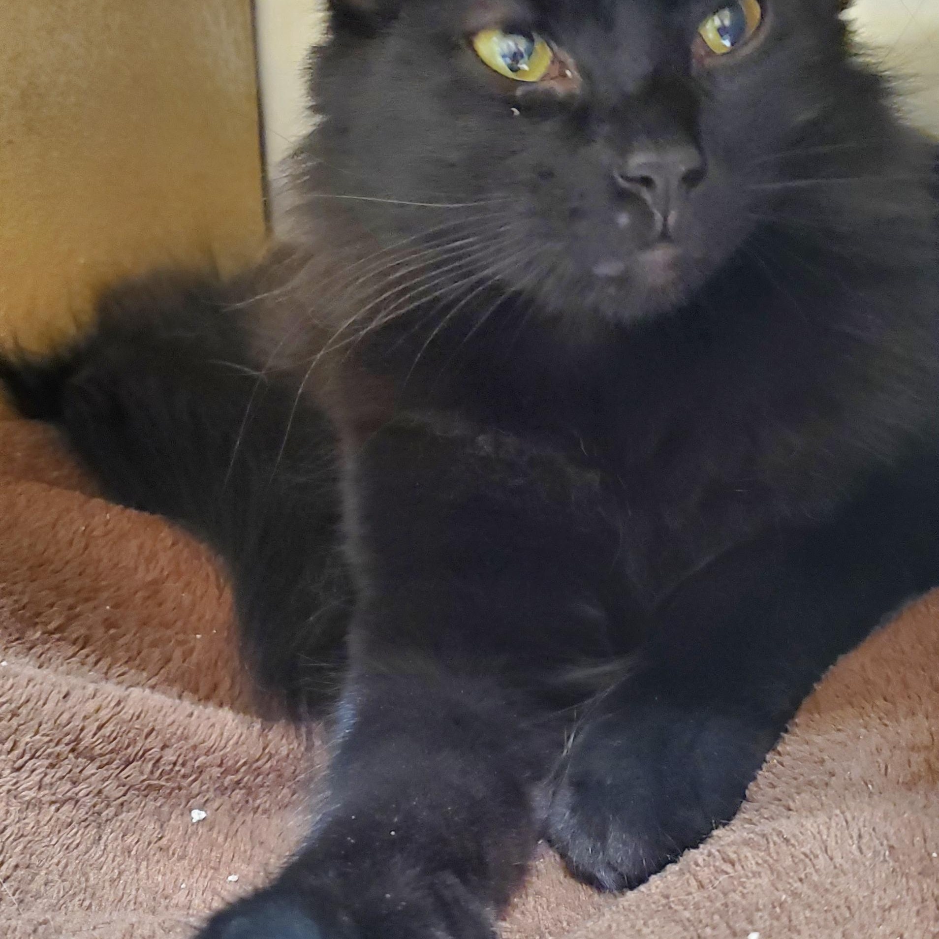 Enlarge Starfire, a Adoptable Domestic Long Hair in Muncie, IN image 1/2