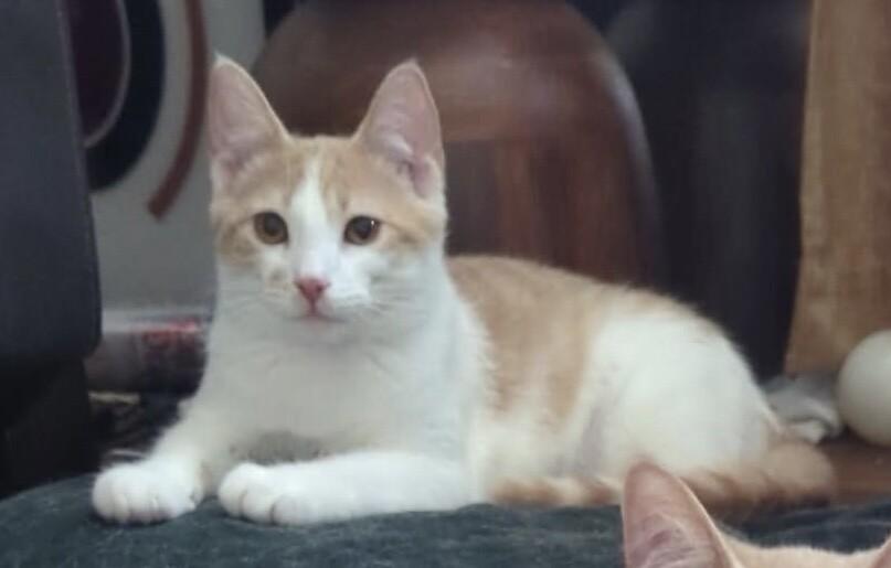 Bogey, Adoptable, Young Male Domestic Medium Hair.