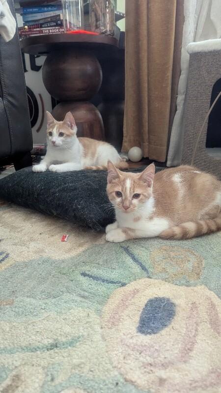 Enlarge Bogey, a Adoptable Domestic Medium Hair in Grand Rapids, MI image 2/4