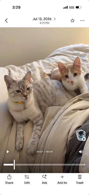 Enlarge Bogey, a Adoptable Domestic Medium Hair in Grand Rapids, MI image 3/4