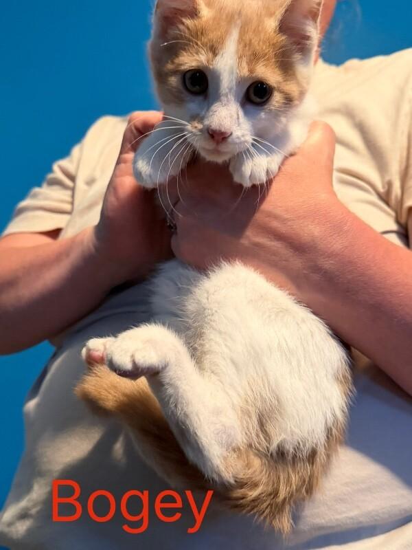 Enlarge Bogey, a Adoptable Domestic Medium Hair in Grand Rapids, MI image 4/4