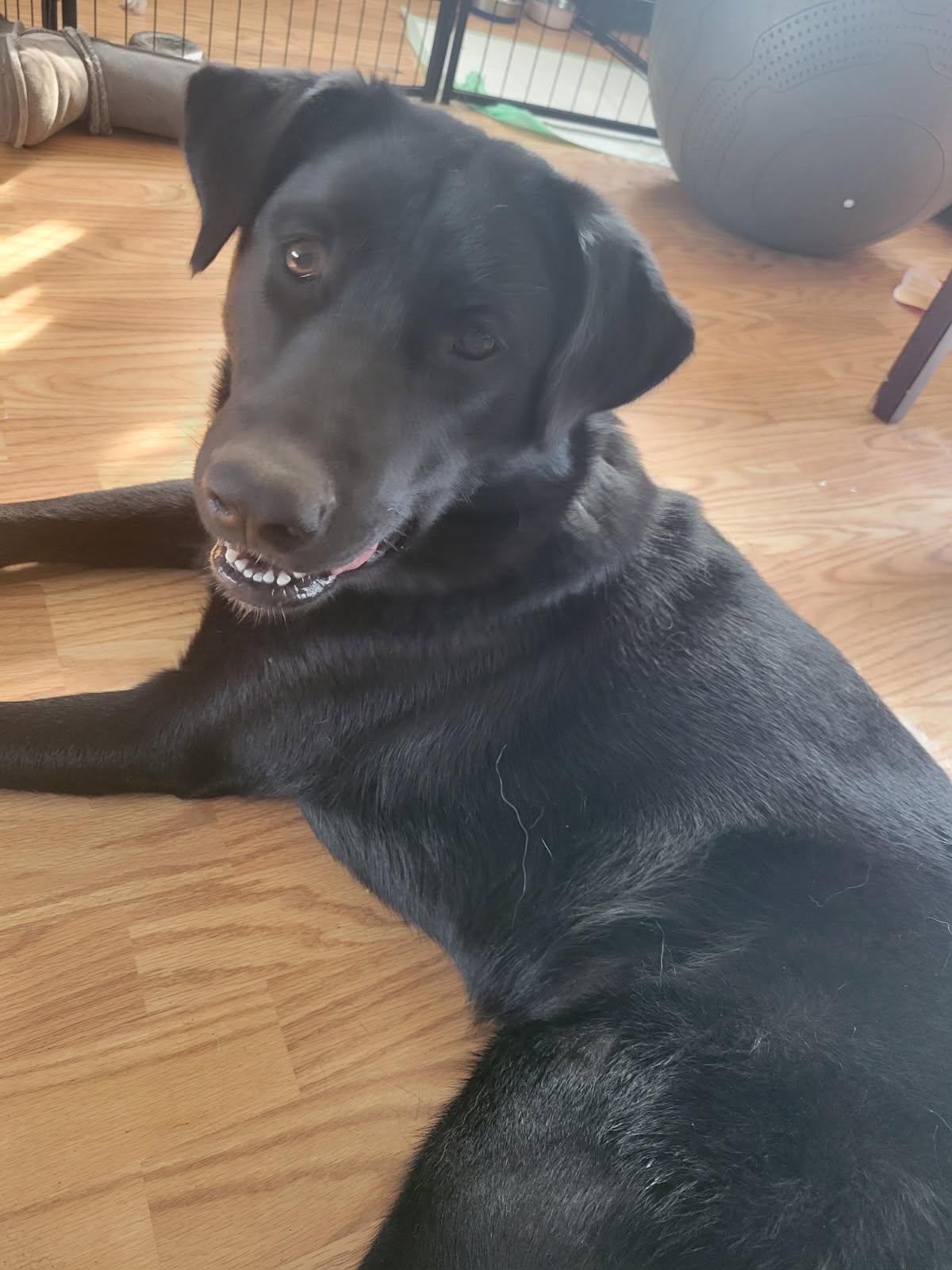 Cassie, Adoptable, Young Female Black Labrador Retriever & Husky.