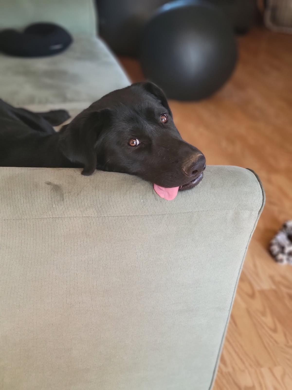 Enlarge Cassie, a Adoptable mixed breed in CLINTON, WA image 2/4