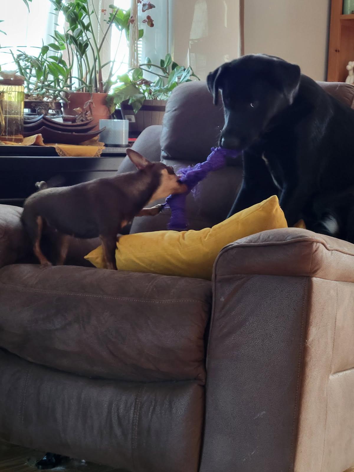 Enlarge Cassie, a Adoptable mixed breed in CLINTON, WA image 4/4