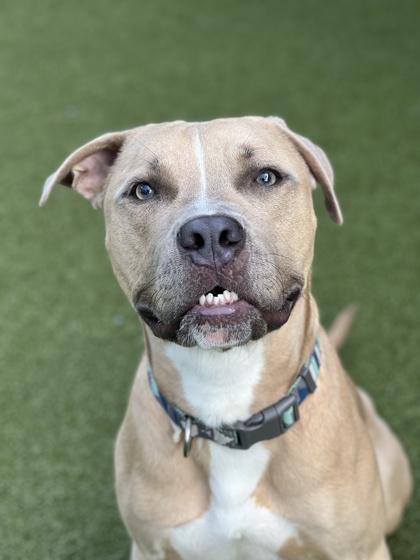 Finch, Adoptable, Young Male Pit Bull Terrier & Mixed Breed.