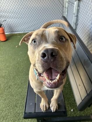 Enlarge Finch (in foster), a Adoptable mixed breed in Fishers, IN image 1/3