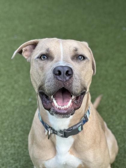 Enlarge Finch (in foster), a Adoptable mixed breed in Fishers, IN image 2/3