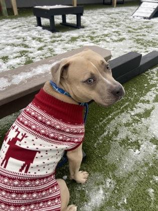 Finch, a Adoptable mixed breed in Fishers, IN image 2/3